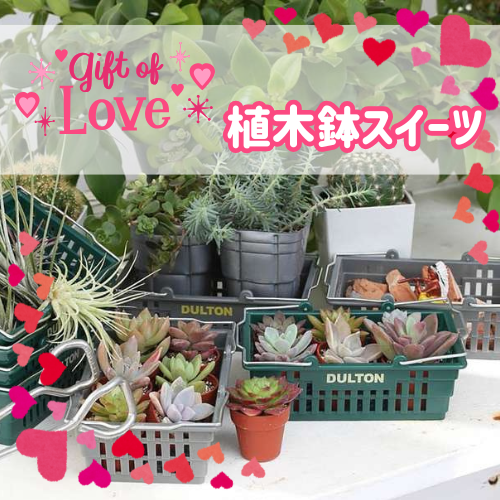 今年のバレンタインはBOTANYの植木鉢でケーキを作っちゃおう！